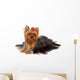 One Yorkshire Terrier White Wall Decal