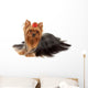 One Yorkshire Terrier White Wall Decal