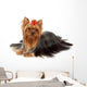 One Yorkshire Terrier White Wall Decal