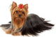One Yorkshire Terrier White Wall Decal