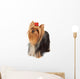 Yorkshire Terrier Looks Upward Wall Decal