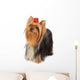 Yorkshire Terrier Looks Upward Wall Decal