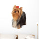 Yorkshire Terrier Looks Upward Wall Decal
