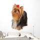 Yorkshire Terrier Looks Upward Wall Decal