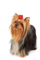 Yorkshire Terrier Looks Upward Wall Decal