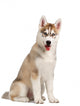 Siberian Husky Puppy Wall Decal Design 2