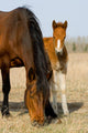 Adult and Young Horse Wall Decal