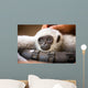 Young Monkey Enjoys Pampering Wall Decal