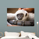 Young Monkey Enjoys Pampering Wall Decal