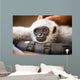 Young Monkey Enjoys Pampering Wall Decal