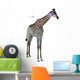 Portrait Giraffe White Wall Decal