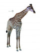 Portrait Giraffe White Wall Decal