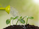 Watering Can Watering Young Wall Decal