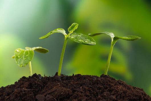 Young Plants Earth Concept Wall Decal