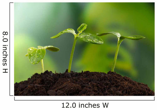 Young Plants Earth Concept Wall Decal