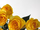Yellow Roses Wall Decal