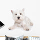 West Highland White Terrier Wall Decal