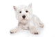 West Highland White Terrier Wall Decal