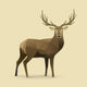 Oh Deer Wall Decal