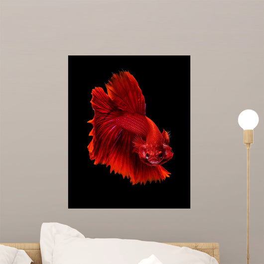 Red Siamese Fighting Fish Wall Decal