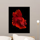 Red Siamese Fighting Fish Wall Decal
