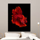Red Siamese Fighting Fish Wall Decal