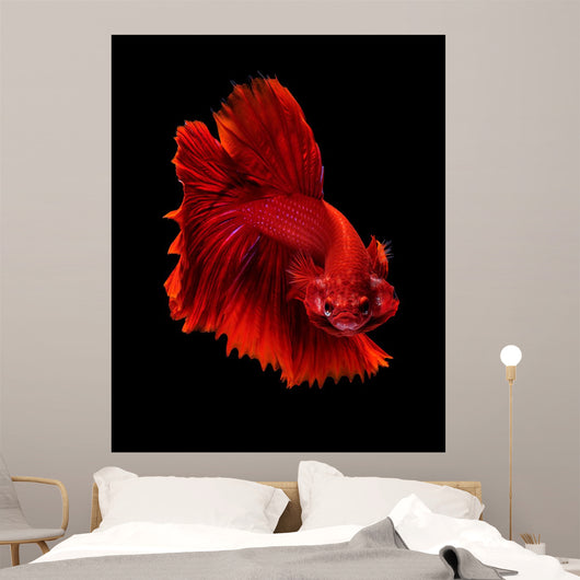 Red Siamese Fighting Fish Wall Decal