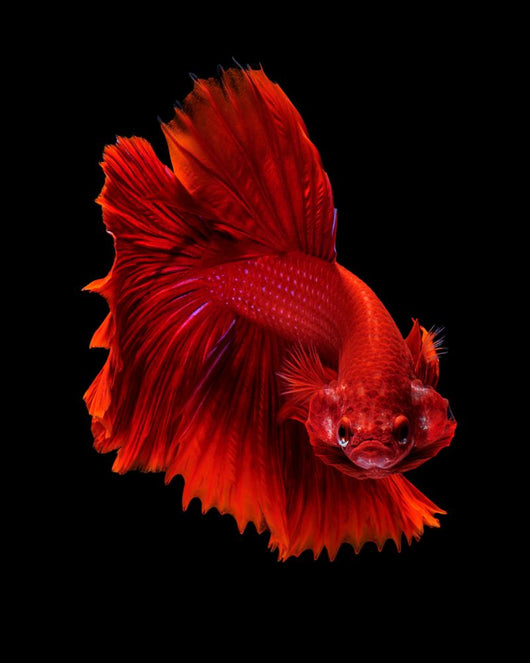 Red Siamese Fighting Fish Wall Decal