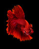 Red Siamese Fighting Fish Wall Decal