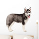 Siberian Husky Puppy White Wall Decal Design 11