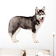 Siberian Husky Puppy White Wall Decal Design 11