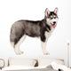 Siberian Husky Puppy White Wall Decal Design 11