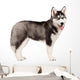 Siberian Husky Puppy White Wall Decal Design 11