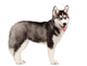 Siberian Husky Puppy White Wall Decal Design 11