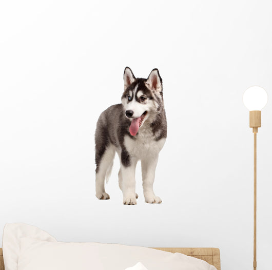 Siberian Husky Puppy White Wall Decal Design 10