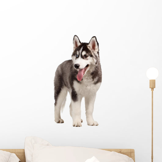 Siberian Husky Puppy White Wall Decal Design 10