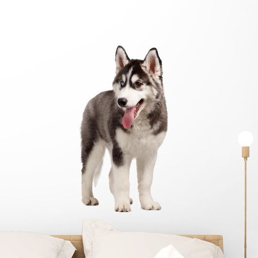 Siberian Husky Puppy White Wall Decal Design 10