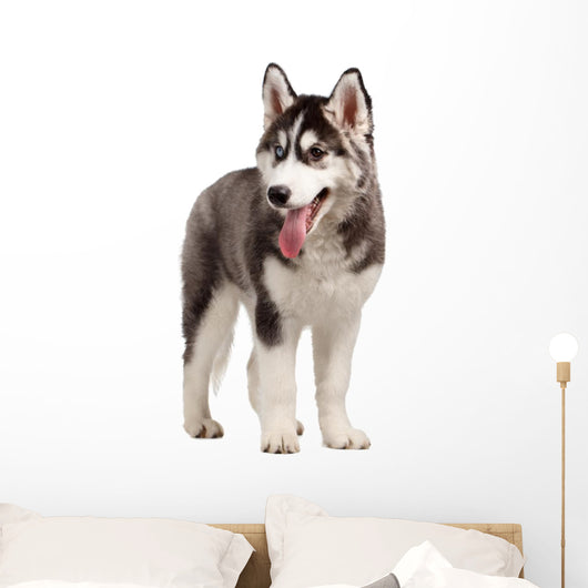 Siberian Husky Puppy White Wall Decal Design 10