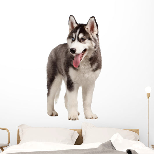 Siberian Husky Puppy White Wall Decal Design 10