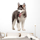 Siberian Husky Puppy White Wall Decal Design 10