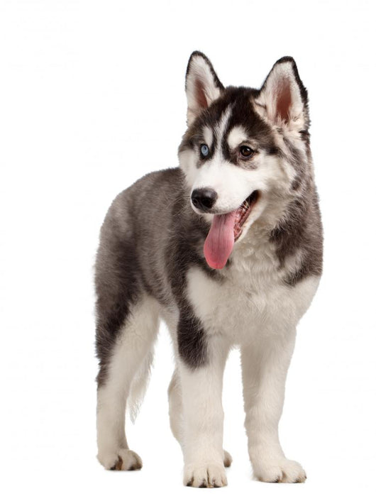 Siberian Husky Puppy White Wall Decal Design 10