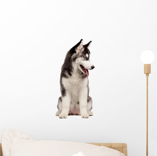 Siberian Husky Puppy White Wall Decal Design 9