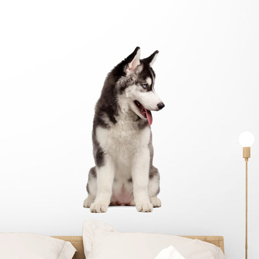 Siberian Husky Puppy White Wall Decal Design 9