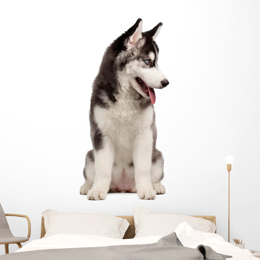 Siberian Husky Puppy White Wall Decal Design 9