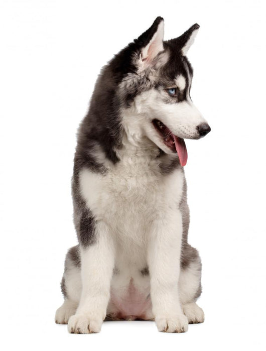 Siberian Husky Puppy White Wall Decal Design 9