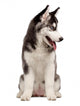 Siberian Husky Puppy White Wall Decal Design 9