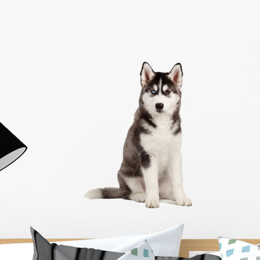 Siberian Husky Puppy White Wall Decal Design 8