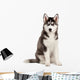Siberian Husky Puppy White Wall Decal Design 8