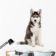 Siberian Husky Puppy White Wall Decal Design 8