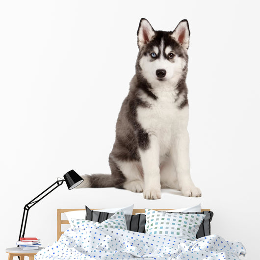 Siberian Husky Puppy White Wall Decal Design 8